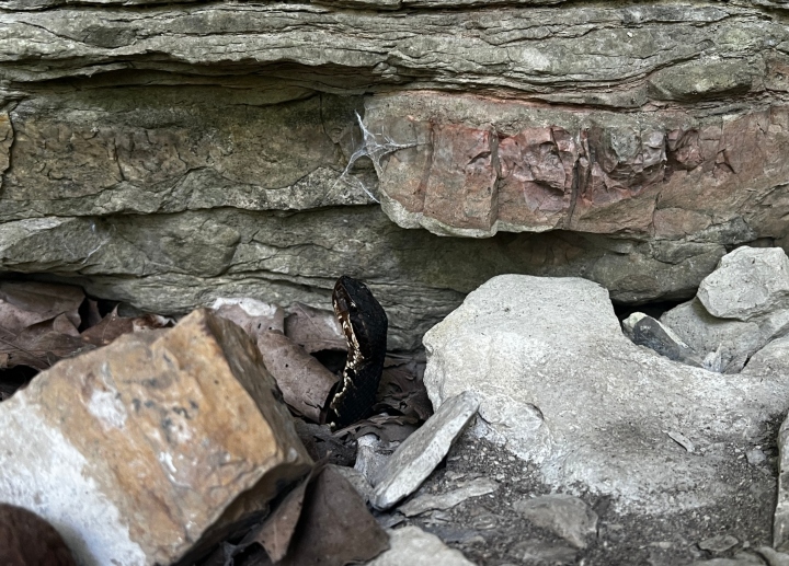 Cottonmouth